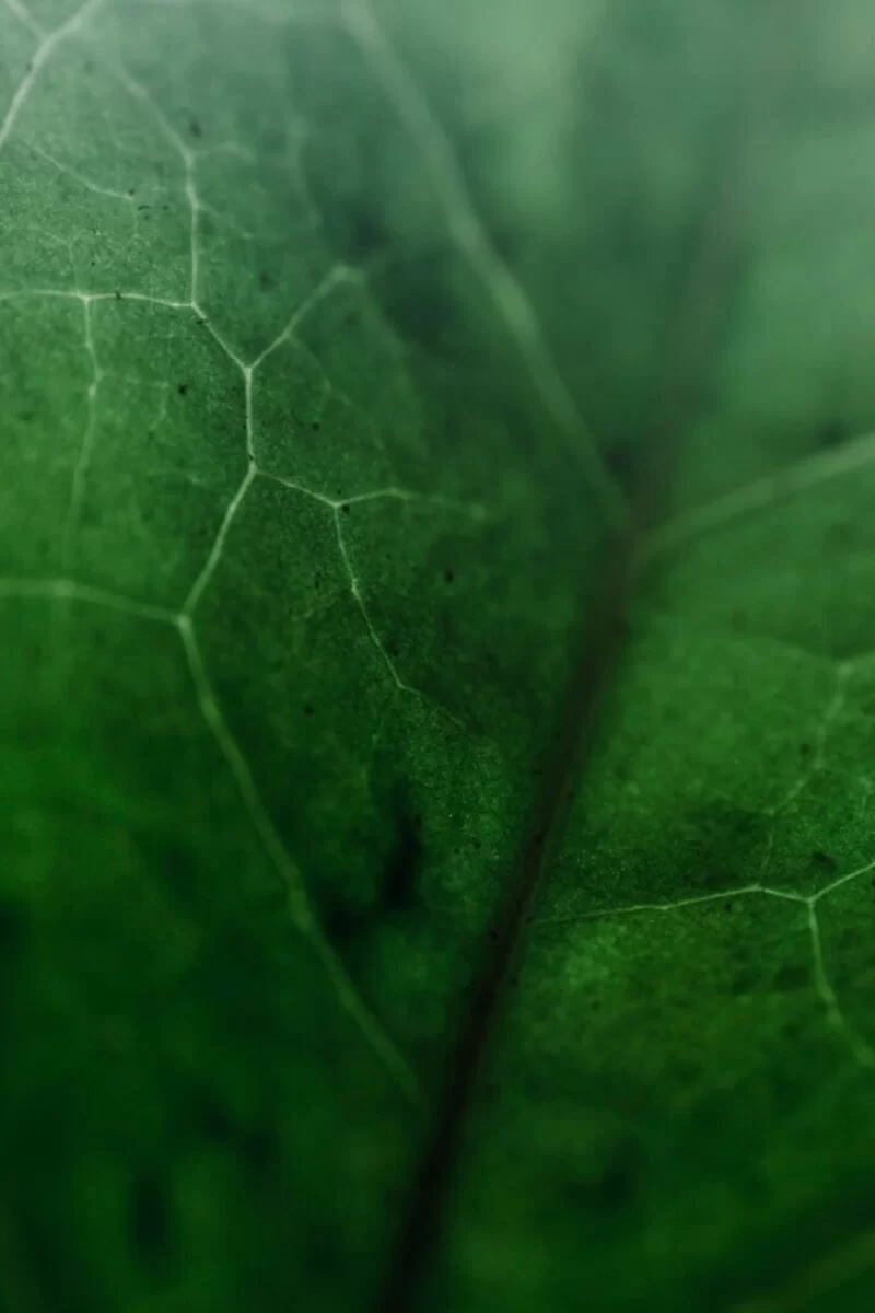 Social and Environmental Responsibility in Furniture Production